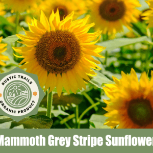 Mammoth Grey Stripe Sunflower, scientifically known as Helianthus annuus